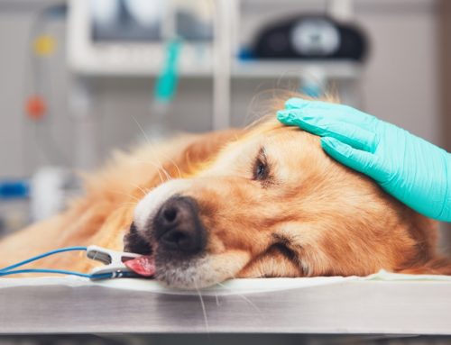 Servicio de urgencias veterinarias