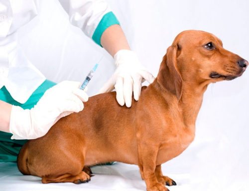 Dermatitis Atópica en Mascotas: Causas, Síntomas y Tratamientos