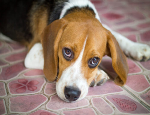 Leptospirosis en Mascotas: Riesgos, Síntomas y Prevención