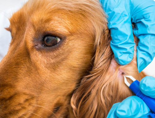 La Enfermedad de Lyme en Mascotas: Prevención, Síntomas y Tratamiento