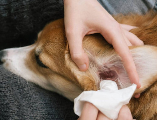 Infecciones del Oído en Mascotas: Causas, Síntomas y Tratamiento