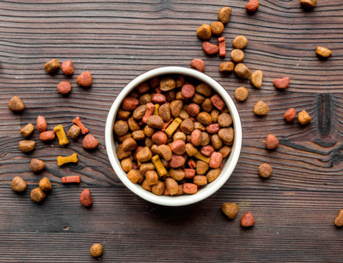 Guía para Elegir la Comida Ideal para tus Mascotas: Nutrición Saludable para tu Compañero Peludo