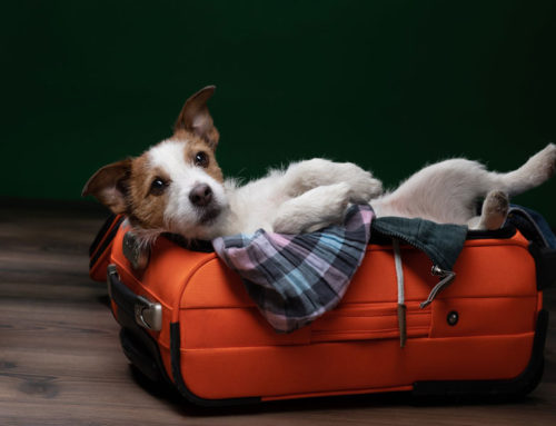 Consejos para Viajar con Mascotas: Disfruta de la Aventura con tu Compañero Peludo