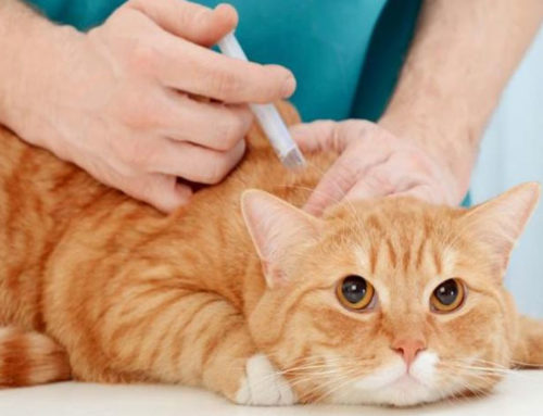 La Necesidad de Vacunación en Mascotas: Protección y Bienestar