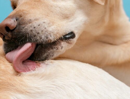 Alergias Estacionales en Mascotas: Identificación y Manejo