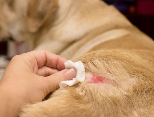 Dermatitis por Calor en Mascotas: Causas, Síntomas y Tratamiento