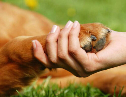 Cuidado Integral de Mascotas: Desde el Nacimiento hasta el Fallecimiento