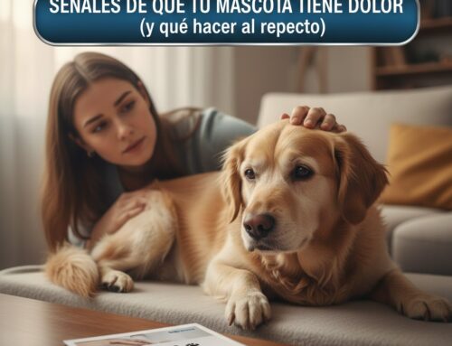 Señales de que tu mascota tiene dolor (y qué hacer al respecto)