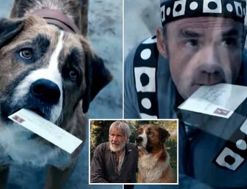 Perros actores: cómo se entrenan y qué pasa con ellos después del rodaje