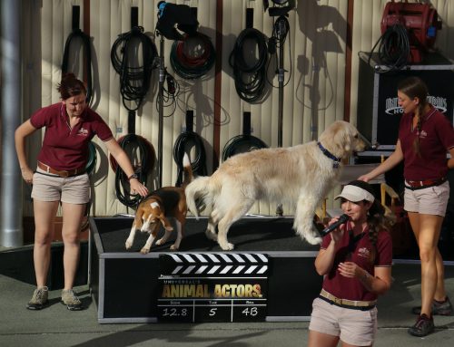 Animales en el cine: dónde acaba la ficción y empieza el bienestar animal