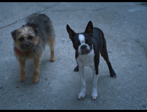 Películas que ayudaron a concienciar sobre el abandono animal