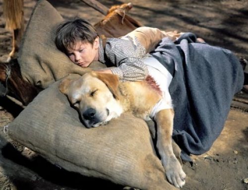 Las mejores películas protagonizadas por perros que marcaron a toda una generación