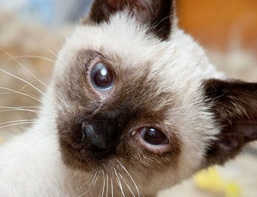 ¿Cómo saber si mi gato tiene un problema neurológico?