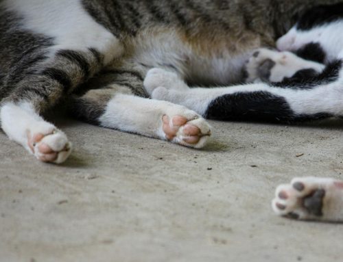 ¿Los gatos sueñan? Descubre qué ocurre cuando tu felino duerme