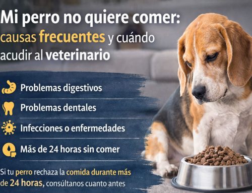 Mi perro no quiere comer: causas frecuentes y cuándo acudir al veterinario