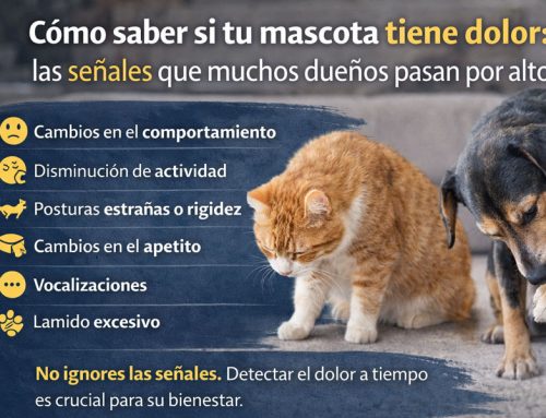 Cómo saber si tu mascota tiene dolor: las señales que muchos dueños pasan por alto