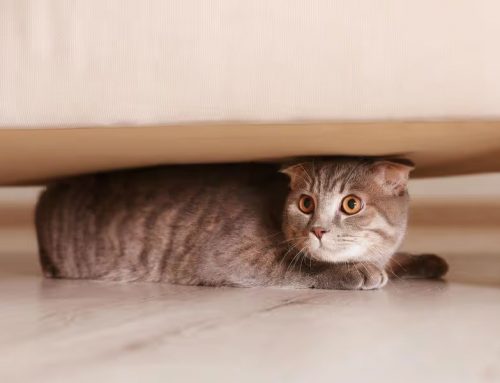 Revisión veterinaria: por qué es clave incluso si tu mascota parece sana