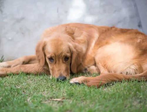 Urgencias veterinarias: síntomas que requieren atención inmediata