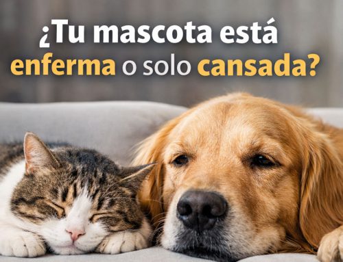 ¿Tu mascota está enferma o solo cansada? Señales clave que no deberías ignorar