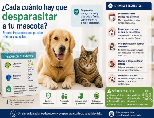 ¿Cada cuánto hay que desparasitar a tu mascota? Errores frecuentes que pueden afectar a su salud?