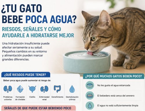 ¿Tu gato bebe poca agua? Riesgos, señales y cómo ayudarle a hidratarse mejor?