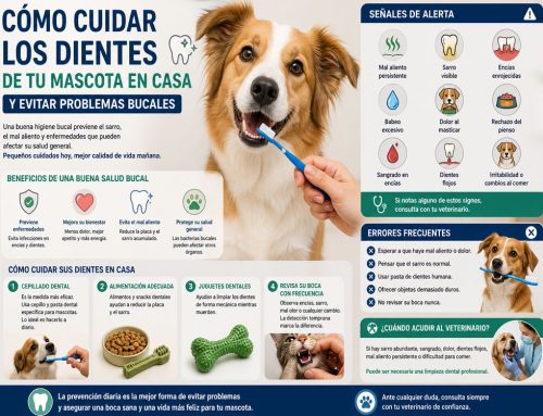 Cómo cuidar los dientes de tu mascota en casa y evitar problemas bucales