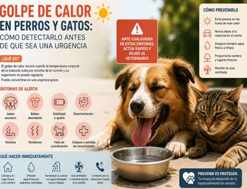 Golpe de calor en perros y gatos: cómo detectarlo antes de que sea una urgencia