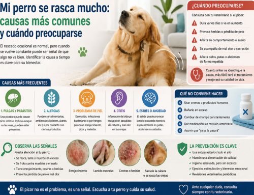 Mi perro se rasca mucho: causas más comunes y cuándo preocuparse