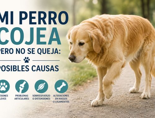 Mi perro cojea pero no se queja: posibles causas