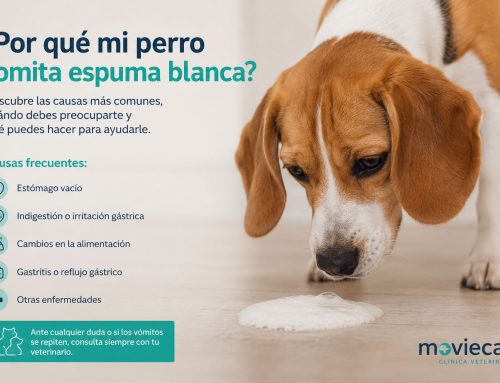 ¿Por qué mi perro vomita espuma blanca?