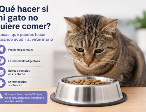 ¿Qué hacer si mi gato no quiere comer?