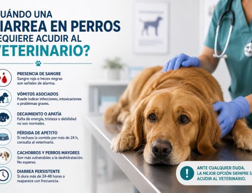 ¿Cuándo una diarrea en perros requiere acudir al veterinario?