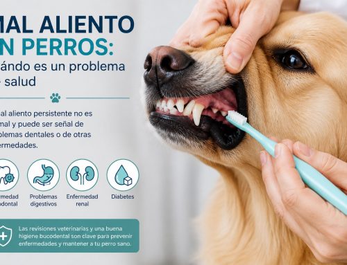 Mal aliento en perros: cuándo es un problema de salud