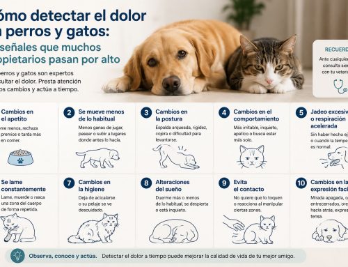Cómo detectar el dolor en perros y gatos: 10 señales que muchos propietarios pasan por alto