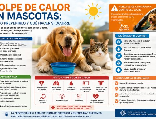 Golpe de calor en mascotas: cómo prevenirlo y qué hacer si ocurre
