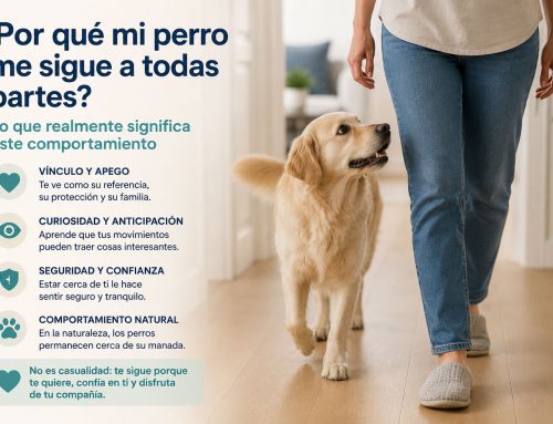 ¿Por qué mi perro me sigue a todas partes? Lo que realmente significa este comportamiento