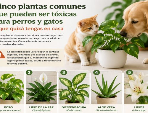 Cinco plantas comunes que pueden ser tóxicas para perros y gatos y que quizá tengas en casa