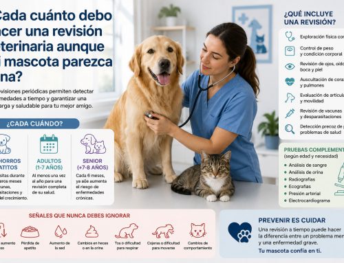 ¿Cada cuánto debo hacer una revisión veterinaria aunque mi mascota parezca sana?