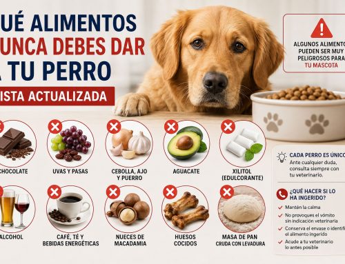 Qué alimentos nunca debes dar a tu perro: lista actualizada