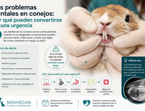 Los problemas dentales en conejos: por qué pueden convertirse en una urgencia