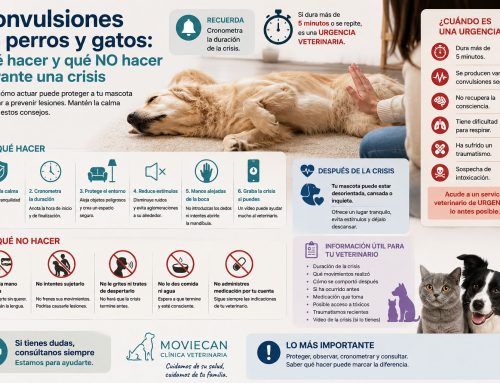 Convulsiones en perros y gatos: qué hacer y qué NO hacer durante una crisis