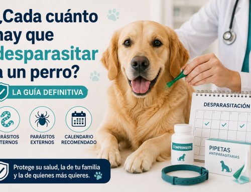 ¿Cada cuánto hay que desparasitar a un perro? La guía definitiva