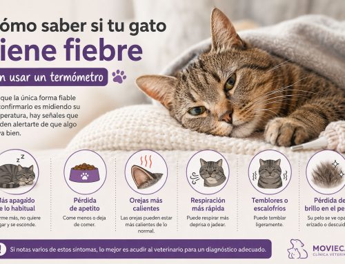 Cómo saber si tu gato tiene fiebre sin usar un termómetro