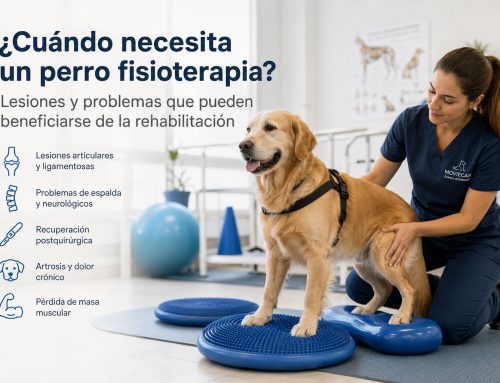 ¿Cuándo necesita un perro fisioterapia? Lesiones y problemas que pueden beneficiarse de la rehabilitación