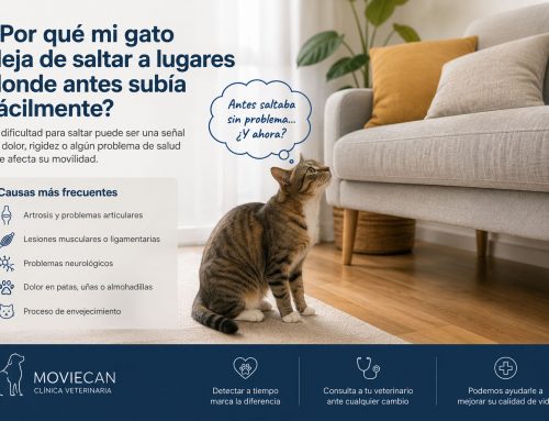 ¿Por qué mi gato deja de saltar a lugares donde antes subía fácilmente?