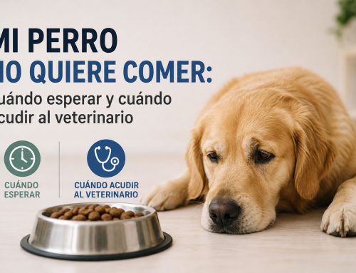 Mi perro no quiere comer: cuándo esperar y cuándo acudir al veterinario