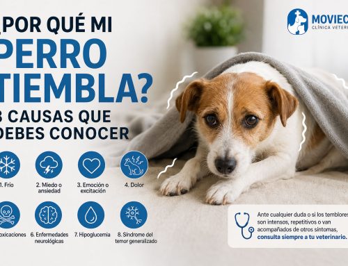 ¿Por qué mi perro tiembla? 8 causas que debes conocer