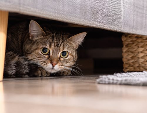 ¿Por qué mi gato se esconde? Las señales que pueden indicar estrés, dolor o enfermedad