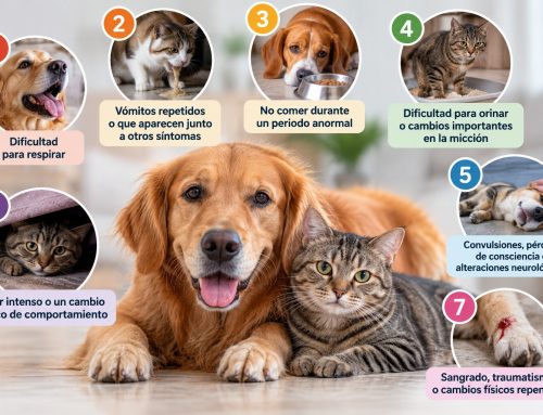 Los 7 síntomas que nunca deberías ignorar en tu perro o gato