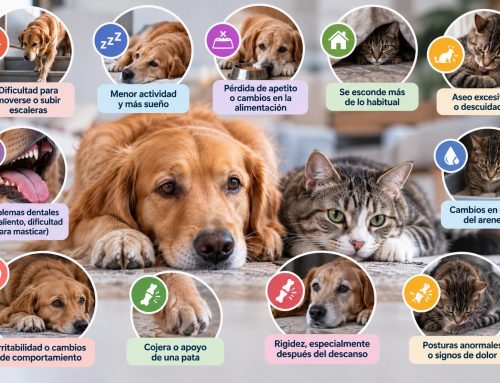 ¿Puede mi mascota tener dolor sin que yo me dé cuenta? Cómo reconocer las señales de dolor en perros y gatos